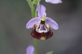 Ophrys fuciflora candica - Wikipedia