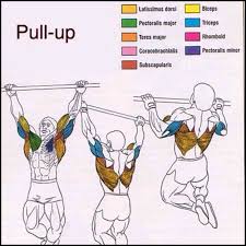 Pull Up Muscles Worked With Diagram