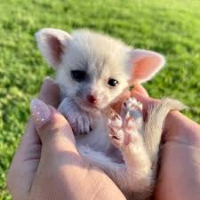 It is legal to eat dogs in china, also south korea. Fennec Foxes For Sale Dragonstone Ranch