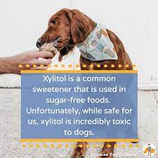 xylitol poisoning in dogs how much