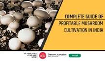 Is mushroom cultivation a profitable business?