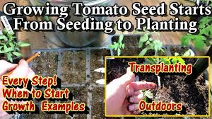 a complete tomato seed starting guide