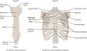 The ribs are part of the axial skeleton and are classified as flat bones. The Thoracic Cage Human Anatomy Openstax Cnx