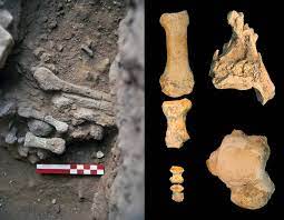 Amud 9 fue una mujer neandertal de 60 kilos que vivió en el Pleistoceno  superior