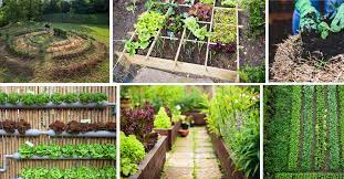 6 Vegetable Garden Layout Ideas What