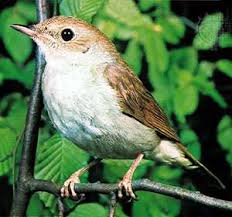 It can be found in the forests, dense thickets and parks of europe and asia. Nightingale Bird Britannica
