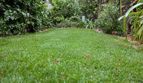 Mow the zoysia lawn to 1 inch tall for the first time each season during dormancy, after the danger of a hard freeze has passed but before the grass produces new growth. How To Plant A Zoysia Grass Lawn Grass Maintenance Scotts