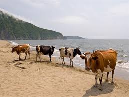 السويد تسمح للأبقار بنزول الشواطئ مثل البشر لهذا السبب | مصراوى