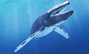 Resultado de imagen de Inmensas ballenas grises