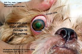 canine dog veterinary surgery