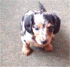 Find dachshund puppies for sale from a vast selection of dachshund. Miniature Dapple Dachshund Puppies For Sale In Nc