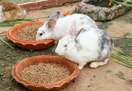 Best 130 Hindi Rabbit Names With Meanings