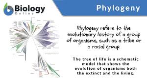 phylogeny definition and exles
