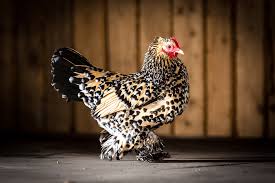 The A Z Of Chicken Breeds And Choosing The Perfect One
