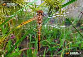 Dragonflies And Damselflies