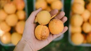 9 health and nutrition benefits of apricots