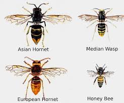 Asian Hornet Uk What Does A Hornet Look Like Giant Hornet