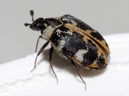 common carpet beetle identification