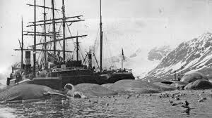 whaling so big in the 19th century