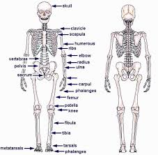 Skeleton Labeled Male Skeleton Labeled Back Skeleton Male