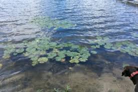 Aquatic Herbicide Drawbacks Lakemat