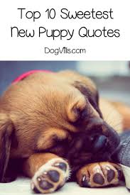 Cute happy dog quotes and sayings happiness is a warm puppy. —charles m. Top 10 Sweetest Welcome New Puppy Quotes Dogvills