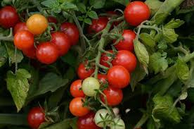 Vegetable Garden Cherry Tomatoes
