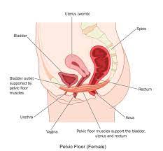 pelvic floor muscles and pelvic pain