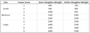 How To Calculate Target Slaughter Weights For Your Beef