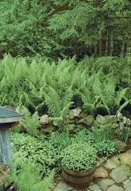 Image result for native ferns