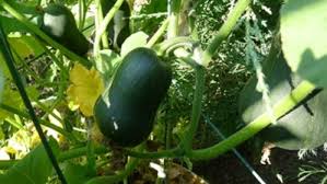 On the whole, learning how to grow winter squash is pretty similar to growing summer squash, but whatever you do for summer squash you'll. Small Winter Squash For Small Space Gardens Finegardening