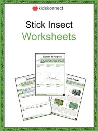 stick insect facts worksheets