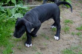 Stay updated about great dane puppies for sale uk. Off Akc Great Dane Puppies For Sale In Wooster Ohio Classified Americanlisted Com