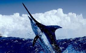 Hewan terbesar di dunia adalah paus biru dan tinggal di lautan tapi sudah dijelaskan pada postingan sebelumnya bahwa paus biru ini bukanlah termasuk jenis ikan. 8 Ikan Terbesar Di Dunia Yang Masih Hidup Angalul Com