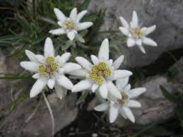 Resultado de imagen de flor de la nieve edelweiss