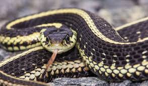 15 Surprising Facts About Canadas Snakes Cottage Life