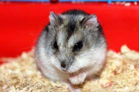 Hamster Care Cheltenham Animal Shelter