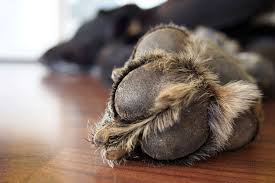 what causes dry ed dog paws and