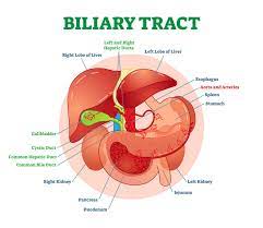 biliary system anatomy and functions