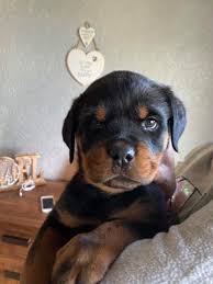 Unfortunately, rottweilers, like pit bulls, have an unfair reputation that precedes them. Rottweiler Puppies Yorkshire Off 70 Www Usushimd Com