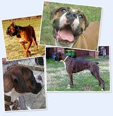 The pet parents' choice for vet care in fayetteville & cumberland county, nc! Winn Creek Boxers Graham North Carolina
