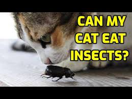 cat safe from carpet beetle parasites