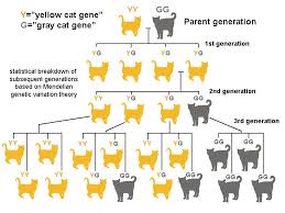 Mendel Chart Genetic Diversity Google Search Life