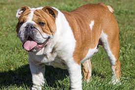 This problem appears as a red swelling that pops up between the dogs toes. Why You Should Think Twice About Buying British Bulldogs Holidogtimes