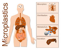 microplastics and human health