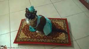 magic carpet roomba cat dressed as