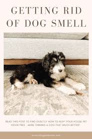 the best way to get rid of dog smell