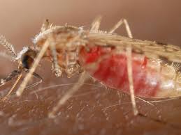 Malaria is a disease that is spread by the female anopheles mosquito. Mosquitoes Can Carry And Deliver A Double Dose Of Malaria Science Smithsonian Magazine