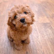 They offer puppies for sale in pa, ohio and more. Cavapoo Breeders Ny Mulberry Farm