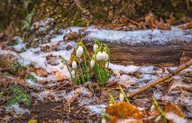 Подснежники под снегом в крымских лесах | На батареях солнечных